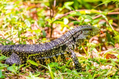Kertenkele kertenkele kertenkele iguana sürüngeni yerde ve çim Foz do Iguacu State of Parana Brazil tropikal yağmur ormanında.