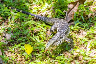 Kertenkele kertenkele kertenkele iguana sürüngeni yerde ve çim Foz do Iguacu State of Parana Brazil tropikal yağmur ormanında.