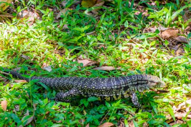 Kertenkele kertenkele kertenkele iguana sürüngeni yerde ve çim Foz do Iguacu State of Parana Brazil tropikal yağmur ormanında.