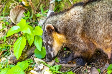 Koatis rakunları, Parana Brezilya 'nın Iguacu eyaletinde Foz' daki tropikal orman yağmur ormanlarında yiyecek arıyorlar..