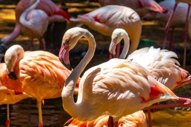 Birçok pembe Şili Flamingosu ve Büyük Flamingolar Parana Brezilya 'nın Foz do Iguacu Eyaleti' ndeki tropikal orman doğa parkında kuş kuşu var..