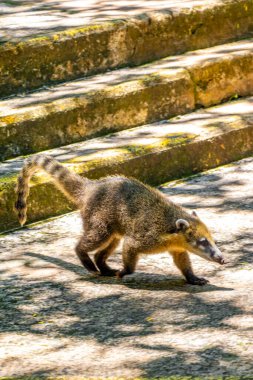 Koatis rakunları, Parana Brezilya 'nın Iguacu eyaletinde Foz' daki tropikal orman yağmur ormanlarında yiyecek arıyorlar..