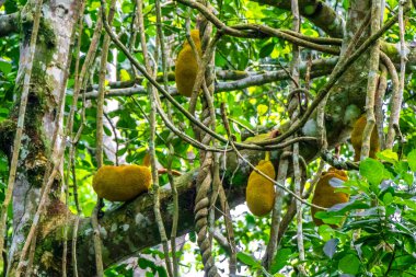Jackfruit Jack meyveleri Artocarpus heterophyllus Ilha Grande Büyük Adası Angra dos Reis Rio de Janeiro Brezilya doğasında Jack ağacında yetişiyor..