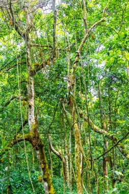 Jackfruit Jack meyveleri Artocarpus heterophyllus Ilha Grande Büyük Adası Angra dos Reis Rio de Janeiro Brezilya doğasında Jack ağacında yetişiyor..