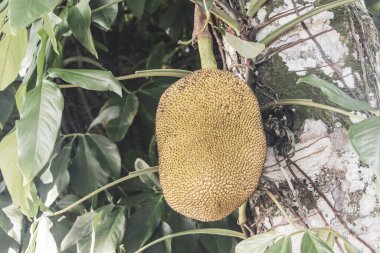 Jackfruit Jack meyveleri Artocarpus heterophyllus Ilha Grande Büyük Adası Angra dos Reis Rio de Janeiro Brezilya doğasında Jack ağacında yetişiyor..
