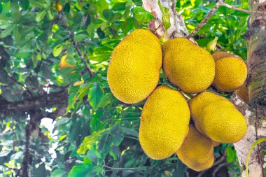 Jackfruit Jack meyveleri Artocarpus heterophyllus Ilha Grande Büyük Adası Angra dos Reis Rio de Janeiro Brezilya doğasında Jack ağacında yetişiyor..
