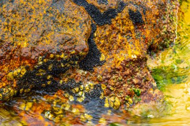 Deniz kıyısındaki kayalıklarda midye turkuvaz yeşil su Ilha Grande Büyük Adası Angra dos Reis Rio de Janeiro Brezilya.
