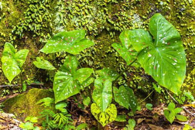 Ilha Grande Büyük Adası Angra dos Reis Rio de Janeiro Brezilya 'da yeşil beyaz ve sarı yapraklı güzel tropikal bahçe bitkileri..