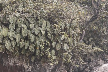 Ilha Grande Büyük Adası Angra dos Reis Rio de Janeiro Brezilya 'da yeşil beyaz ve sarı yapraklı güzel tropikal bahçe bitkileri..