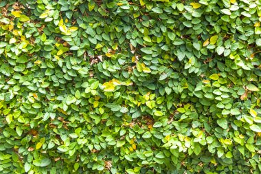 Ilha Grande Büyük Adası Angra dos Reis Rio de Janeiro Brezilya 'da yeşil beyaz ve sarı yapraklı güzel tropikal bahçe bitkileri..