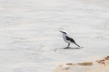 Ilha Grande Büyük Adası kıyısındaki kumsalda siyah ve beyaz tropikal kuş. Rio de Janeiro Brezilya 'nın Angra dos Reis Eyaleti..