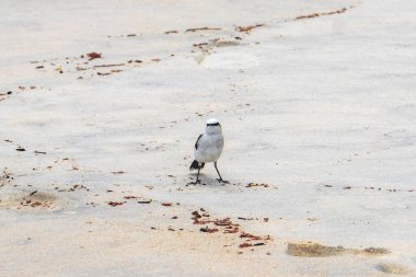 Ilha Grande Büyük Adası kıyısındaki kumsalda siyah ve beyaz tropikal kuş. Rio de Janeiro Brezilya 'nın Angra dos Reis Eyaleti..