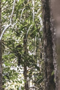 Kahverengi turuncu uluyan maymun Manaus eyaleti Amazonas Brezilya 'da ağaç tepelerinde zıplıyor..