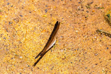 Ilha Grande Büyük Adası 'nda tropik sarı siyah çizgili kelebek Rio de Janeiro Brezilya' nın Angra dos Reis eyaletinde.