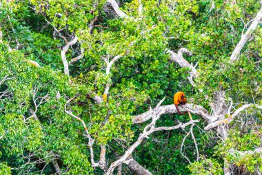 Kahverengi turuncu uluyan maymun Manaus eyaleti Amazonas Brezilya 'da ağaç tepelerinde zıplıyor..
