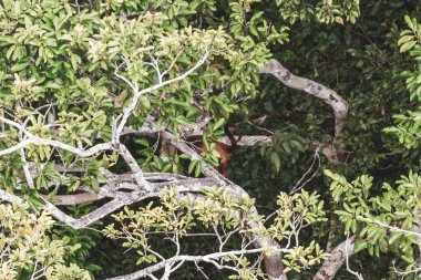 Kahverengi turuncu uluyan maymun Manaus eyaleti Amazonas Brezilya 'da ağaç tepelerinde zıplıyor..