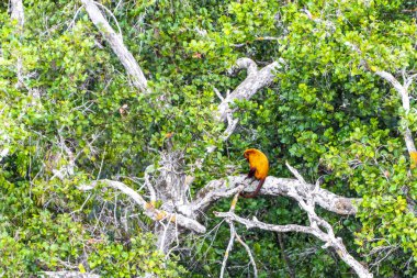 Kahverengi turuncu uluyan maymun Manaus eyaleti Amazonas Brezilya 'da ağaç tepelerinde zıplıyor..