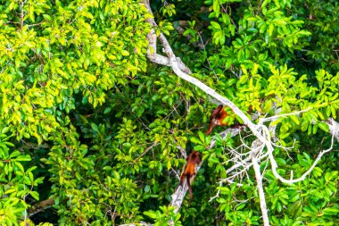 Kahverengi turuncu uluyan maymun Manaus eyaleti Amazonas Brezilya 'da ağaç tepelerinde zıplıyor..