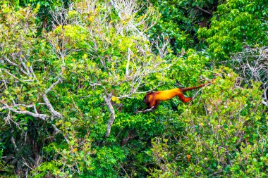 Kahverengi turuncu uluyan maymun Manaus eyaleti Amazonas Brezilya 'da ağaç tepelerinde zıplıyor..