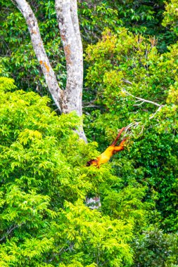 Kahverengi turuncu uluyan maymun Manaus eyaleti Amazonas Brezilya 'da ağaç tepelerinde zıplıyor..
