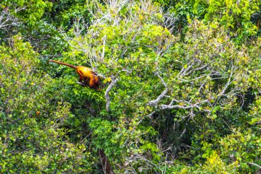 Kahverengi turuncu uluyan maymun Manaus eyaleti Amazonas Brezilya 'da ağaç tepelerinde zıplıyor..