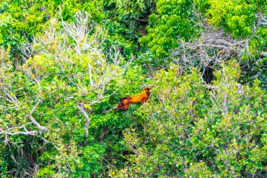 Kahverengi turuncu uluyan maymun Manaus eyaleti Amazonas Brezilya 'da ağaç tepelerinde zıplıyor..