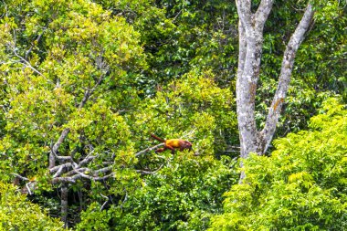 Kahverengi turuncu uluyan maymun Manaus eyaleti Amazonas Brezilya 'da ağaç tepelerinde zıplıyor..