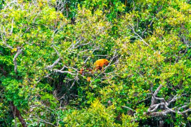 Kahverengi turuncu uluyan maymun Manaus eyaleti Amazonas Brezilya 'da ağaç tepelerinde zıplıyor..