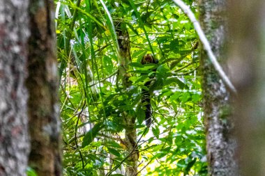 Kahverengi turuncu uluyan maymun Manaus eyaleti Amazonas Brezilya 'da ağaç tepelerinde zıplıyor..