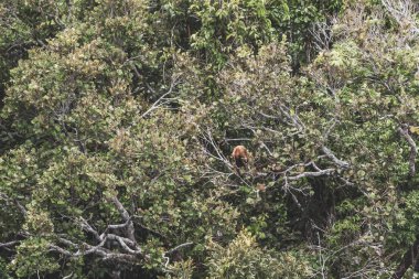 Kahverengi turuncu uluyan maymun Manaus eyaleti Amazonas Brezilya 'da ağaç tepelerinde zıplıyor..