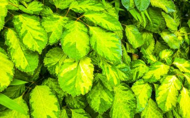 Güneydoğu Asya 'da Patong Sahili' ndeki Kathu Phuket Adası Güney Tayland 'da yeşil beyaz ve sarı yapraklı güzel tropikal bitki yaprağı yaprakları..