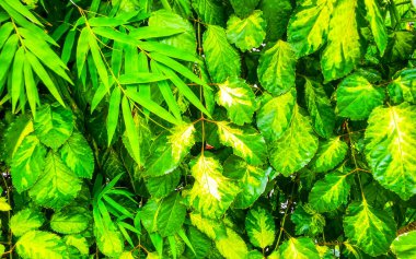 Güneydoğu Asya 'da Patong Sahili' ndeki Kathu Phuket Adası Güney Tayland 'da yeşil beyaz ve sarı yapraklı güzel tropikal bitki yaprağı yaprakları..