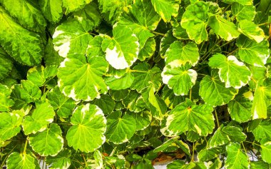 Güneydoğu Asya 'da Patong Sahili' ndeki Kathu Phuket Adası Güney Tayland 'da yeşil beyaz ve sarı yapraklı güzel tropikal bitki yaprağı yaprakları..