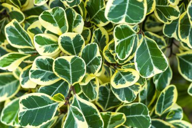 Güneydoğu Asya 'da Patong Sahili' ndeki Kathu Phuket Adası Güney Tayland 'da yeşil beyaz ve sarı yapraklı güzel tropikal bitki yaprağı yaprakları..