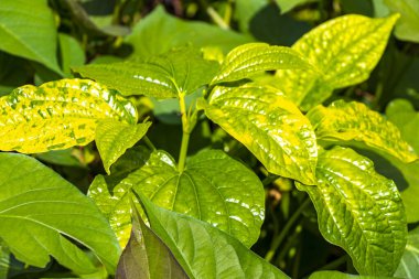 Güneydoğu Asya 'da Patong Sahili' ndeki Kathu Phuket Adası Güney Tayland 'da yeşil beyaz ve sarı yapraklı güzel tropikal bitki yaprağı yaprakları..