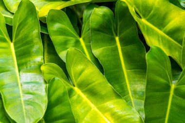 Güneydoğu Asya 'da Patong Sahili' ndeki Kathu Phuket Adası Güney Tayland 'da yeşil beyaz ve sarı yapraklı güzel tropikal bitki yaprağı yaprakları..