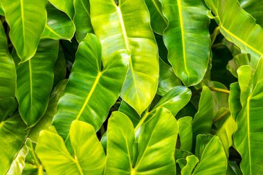 Güneydoğu Asya 'da Patong Sahili' ndeki Kathu Phuket Adası Güney Tayland 'da yeşil beyaz ve sarı yapraklı güzel tropikal bitki yaprağı yaprakları..