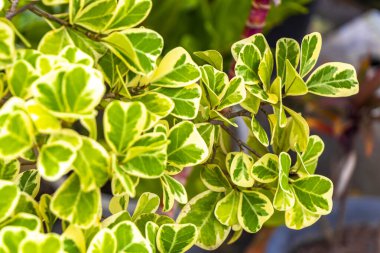 Güneydoğu Asya 'da Patong Sahili' ndeki Kathu Phuket Adası Güney Tayland 'da yeşil beyaz ve sarı yapraklı güzel tropikal bitki yaprağı yaprakları..