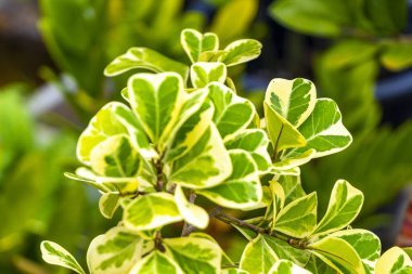 Güneydoğu Asya 'da Patong Sahili' ndeki Kathu Phuket Adası Güney Tayland 'da yeşil beyaz ve sarı yapraklı güzel tropikal bitki yaprağı yaprakları..