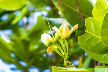 Güneydoğu Asya 'da Patong Sahili' ndeki Kathu Phuket Adası Güney Tayland 'da yeşil beyaz ve sarı yapraklı güzel tropikal bitki yaprağı yaprakları..