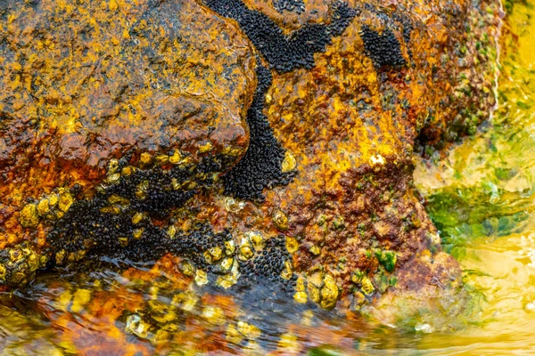 Deniz kıyısındaki kayalıklarda midye turkuvaz yeşil su Ilha Grande Büyük Adası Angra dos Reis Rio de Janeiro Brezilya.