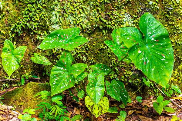 Ilha Grande Büyük Adası Angra dos Reis Rio de Janeiro Brezilya 'da yeşil beyaz ve sarı yapraklı güzel tropikal bahçe bitkileri..