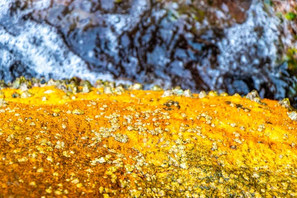 Deniz kıyısındaki kayalıklarda midye turkuvaz yeşil su Ilha Grande Büyük Adası Angra dos Reis Rio de Janeiro Brezilya.