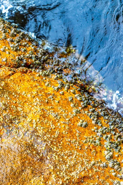 Deniz kıyısındaki kayalıklarda midye turkuvaz yeşil su Ilha Grande Büyük Adası Angra dos Reis Rio de Janeiro Brezilya.