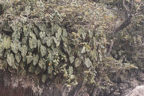 Ilha Grande Büyük Adası Angra dos Reis Rio de Janeiro Brezilya 'da yeşil beyaz ve sarı yapraklı güzel tropikal bahçe bitkileri..