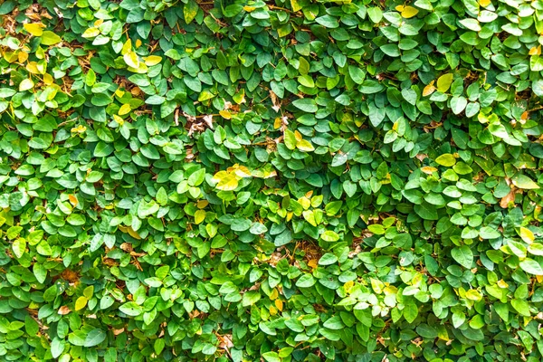 Ilha Grande Büyük Adası Angra dos Reis Rio de Janeiro Brezilya 'da yeşil beyaz ve sarı yapraklı güzel tropikal bahçe bitkileri..