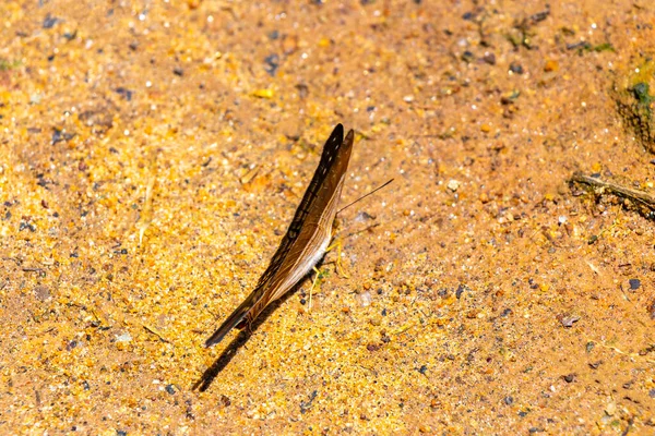 Ilha Grande Büyük Adası 'nda tropik sarı siyah çizgili kelebek Rio de Janeiro Brezilya' nın Angra dos Reis eyaletinde.