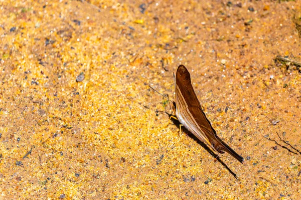 Ilha Grande Büyük Adası 'nda tropik sarı siyah çizgili kelebek Rio de Janeiro Brezilya' nın Angra dos Reis eyaletinde.