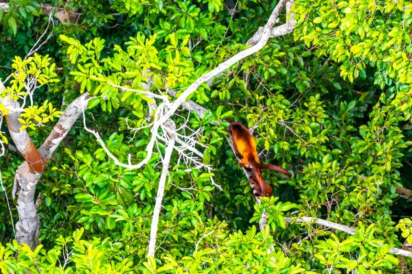 Kahverengi turuncu uluyan maymun Manaus eyaleti Amazonas Brezilya 'da ağaç tepelerinde zıplıyor..