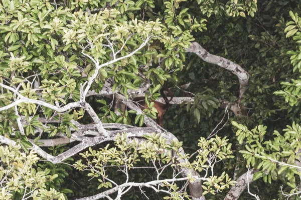 Kahverengi turuncu uluyan maymun Manaus eyaleti Amazonas Brezilya 'da ağaç tepelerinde zıplıyor..